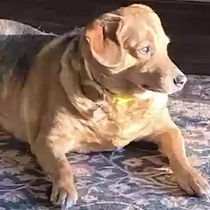 adoptable Dog in Madison, AL named Kai