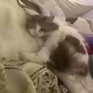 adoptable Cat in Madison, AL named Angel