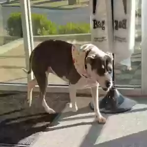 adoptable Dog in Madison, AL named Gracie