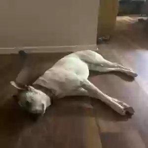 adoptable Dog in Carrollton, GA named Unknown