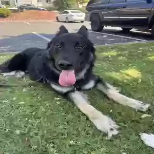 adoptable Dog in Hayward, CA named Scar