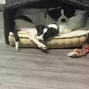 adoptable Dog in Auburn, GA named Chloe and Chandler