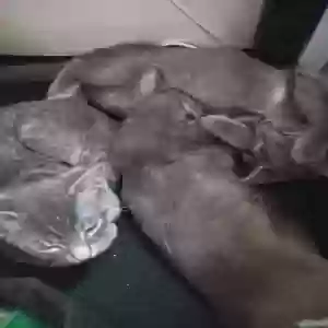 adoptable Cat in Nashville, MI named 4 kittens