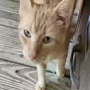 adoptable Cat in Logansport, LA named Chewie