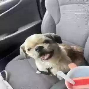 adoptable Dog in Sarasota, FL named Stone