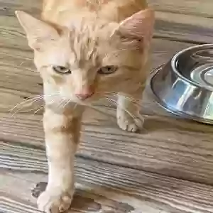 adoptable Cat in Logansport, LA named Unknown