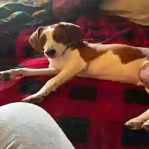 adoptable Dog in Nebo, KY named Bagel