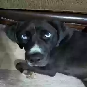 adoptable Dog in Lawrenceville, GA named Baloo