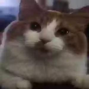 /images/pets/original/2186682_17216_IMG_20250812_110005.webp