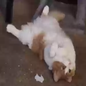/images/pets/original/2186682_35249_IMG_20250812_110014.webp