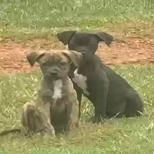 adoptable Dog in Griffin, GA named Unknown