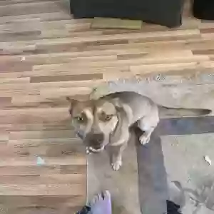 adoptable Dog in Madison, MS named Ranger