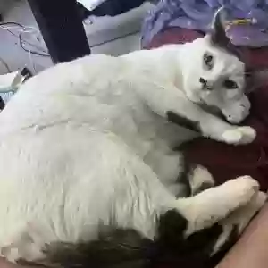 adoptable Cat in Sacramento, CA named Kitten