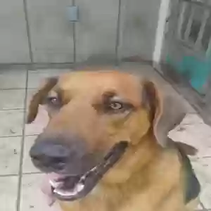 adoptable Dog in San Antonio, TX named Cody William