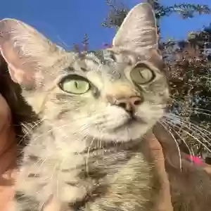 adoptable Cat in La Verne, CA named Jade