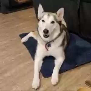 adoptable Dog in Highland, IL named Luna
