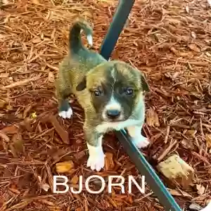 adoptable Dog in Little Rock, AR named Unknown