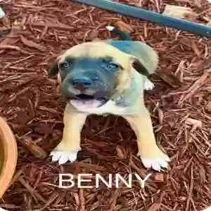 adoptable Dog in Little Rock, AR named Benny