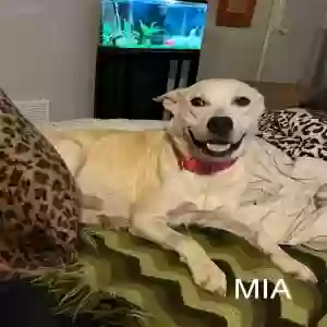 adoptable Dog in Little Rock, AR named Mia