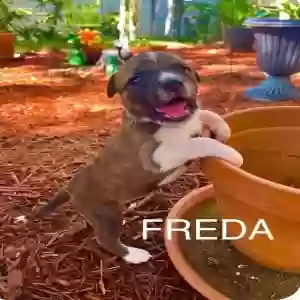 adoptable Dog in Little Rock, AR named Freda