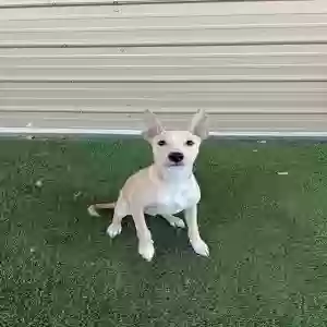 adoptable Dog in Moreno Valley, CA named Albus