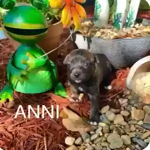 adoptable Dog in Little Rock, AR named Anni