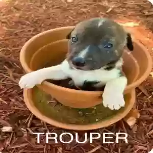 adoptable Dog in Little Rock, AR named Trouper
