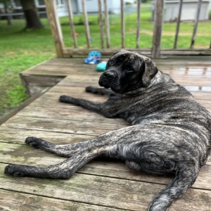 adoptable Dog in Holland, MI named Sumo