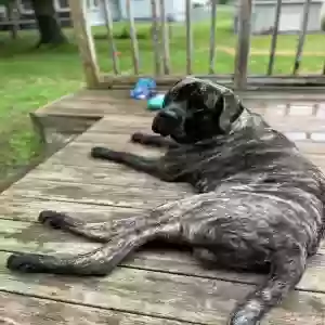 adoptable Dog in Holland, MI named Sumo