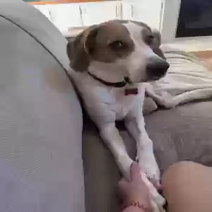 /images/pets/original/2186711_actual_two.webp
