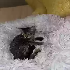 adoptable Cat in Lawrenceville, GA named N/a