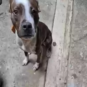 adoptable Dog in Grayson, GA named Mau