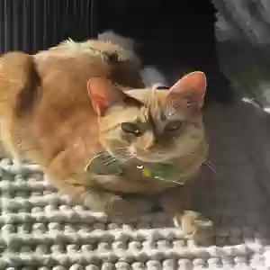 adoptable Cat in New York, NY named Wendy