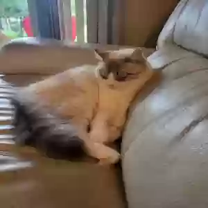 adoptable Cat in Minneapolis, MN named Boo