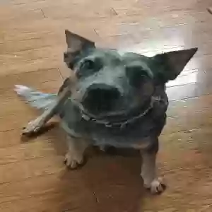 adoptable Dog in Plano, TX named Bandit