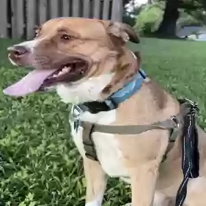 adoptable Dog in Jber, AK named Mowgli