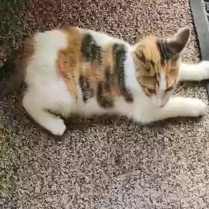 adoptable Cat in Hermitage, PA named NO Name Female