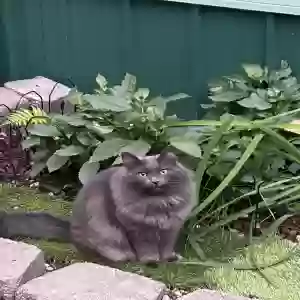 adoptable Cat in North Pole, AK named Malcolm
