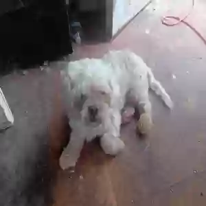 adoptable Dog in Siloam Springs, AR named jack