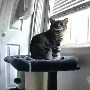 /images/pets/original/2186738_41419_D03F27C25FD1_1754317615.jpeg.webp