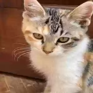 adoptable Cat in Cazadero, CA named Chippy