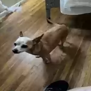 adoptable Dog in Tucson, AZ named Agnes