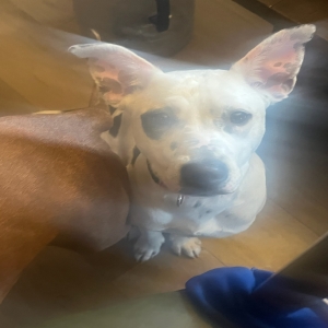 adoptable Dog in Trenton, OH named Tinkerbell