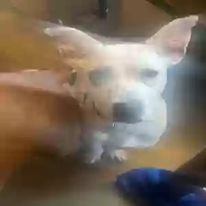 adoptable Dog in Trenton, OH named Tinkerbell