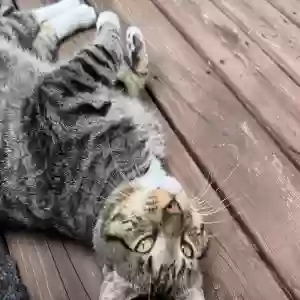 adoptable Cat in Iowa City, IA named Princess "Rusty" Harold