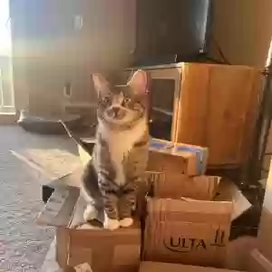 adoptable Cat in Northville, MI named Socks