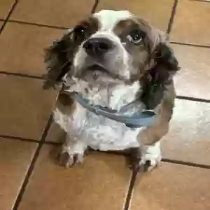 adoptable Dog in South Bend, IN named Unknown (Abandoned Dog Found)