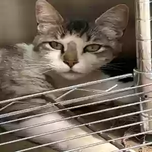 adoptable Cat in Cazadero, CA named Layla