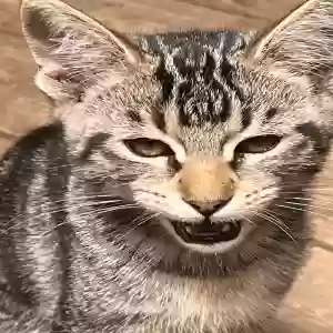 /images/pets/original/2186760_actual_two.webp