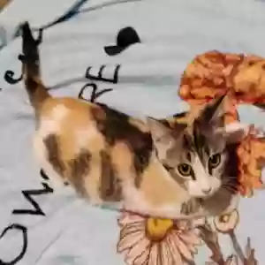 adoptable Cat in Pasadena, TX named Buffy